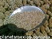 Maíz blanco vendo 10 pesos kilo Toluca