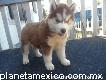 Adorable cachorro de husky siberiano en venta