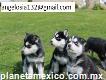 Cachorros de husky siberiano de pura raza Full Pedigree