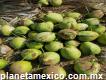 Venta de Mayoreo de coco en Petatlán Guerrero