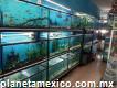 Aquarium and Maskotas Ocotlán