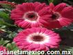 Vivero Miahuatlán de las flores