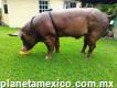 Argentina Pig venta de cerdos pie de cría
