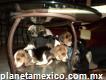 Cachorros Beagle Tricolor.