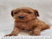 Cachorros Goldendoodle Disponibles Hembras & Macho