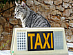 Taxis para mascotas en México